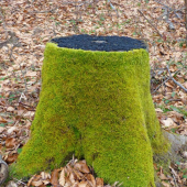 Peň