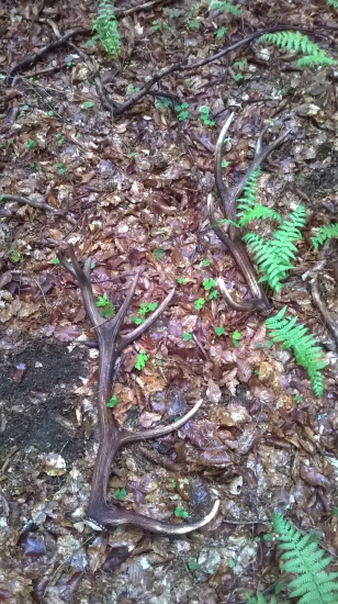 Minulorocny 14 torak nepravidelny