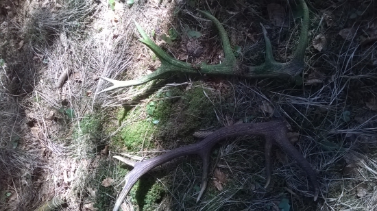 K narodeninam od Diany