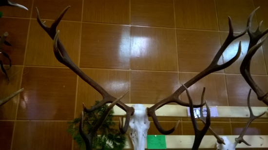 Najväčšie z vystavy 1/2