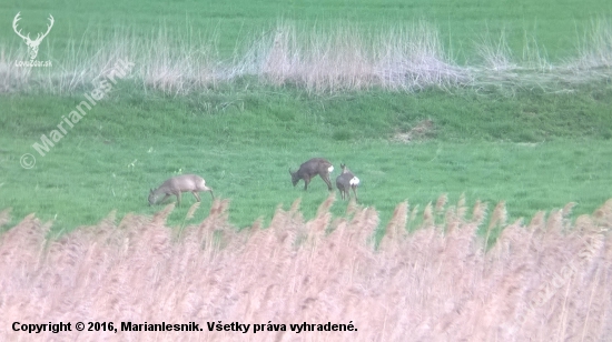 Z posliedky2/2