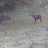 Jeľenček z dnešného rána