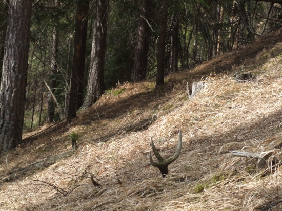 kedˇ sa rozbúcha srdiečko