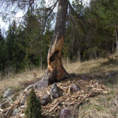 hľadal si maškrtu