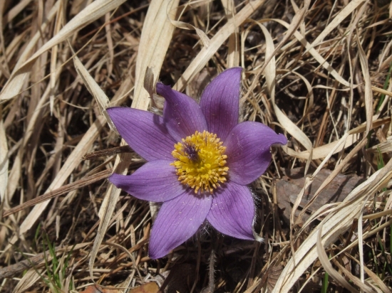 Poniklec slovenský/Pulsatilla slavica/