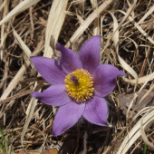 Poniklec slovenský/Pulsatilla slavica/