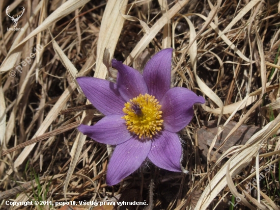 Poniklec slovenský/Pulsatilla slavica/