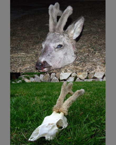 Prvý trofejový úhyn