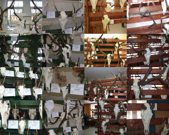 rarity z polovníckych výstav