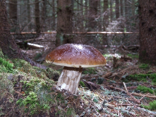 Fešák z pod Kráľovej Hole