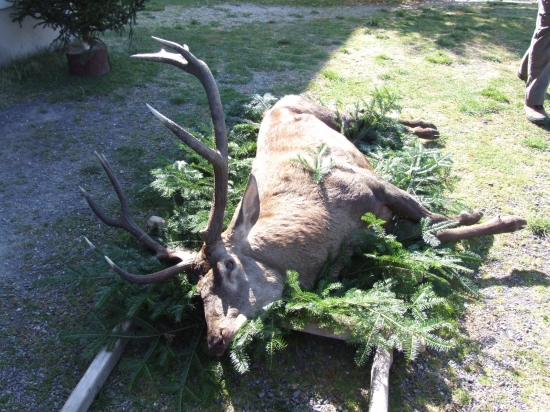 Ďeň sv.Huberta pribylina