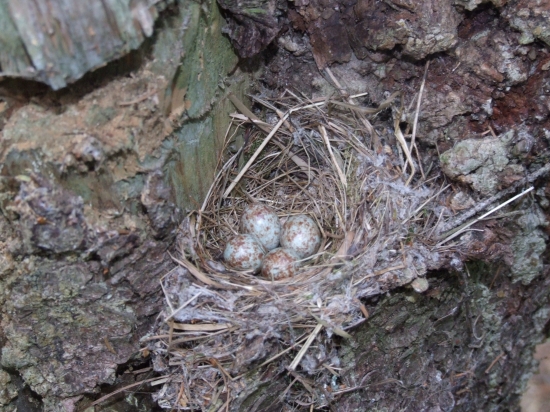 Čo je to za vtáka?