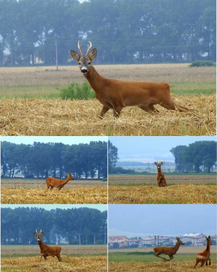 Niečo z ruje