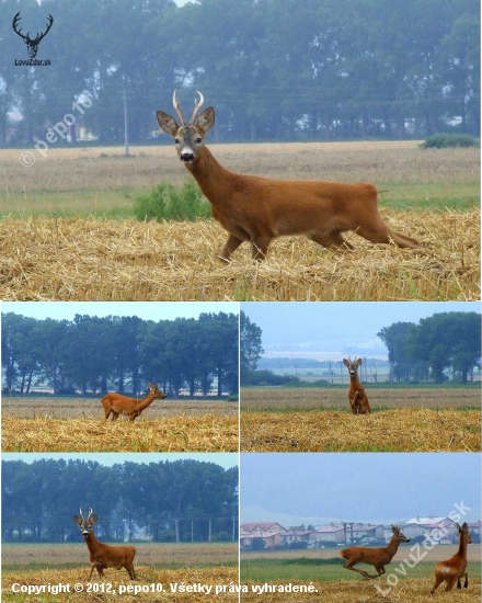 Niečo z ruje