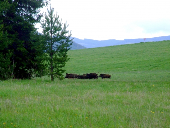 Rýchlo do bezpečia