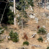 Tlčko / dokumentačná/
