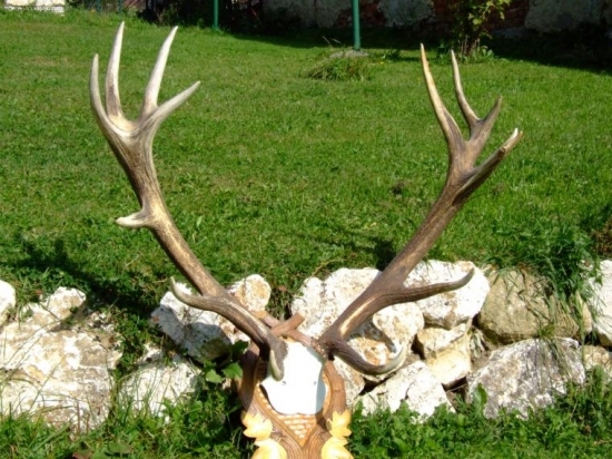 moje naj zhody