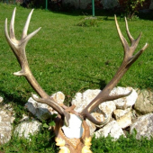 moje naj zhody