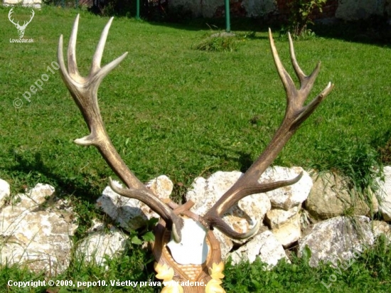 moje naj zhody