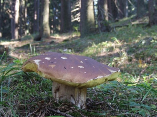 mal som čo niesť -2.5kg