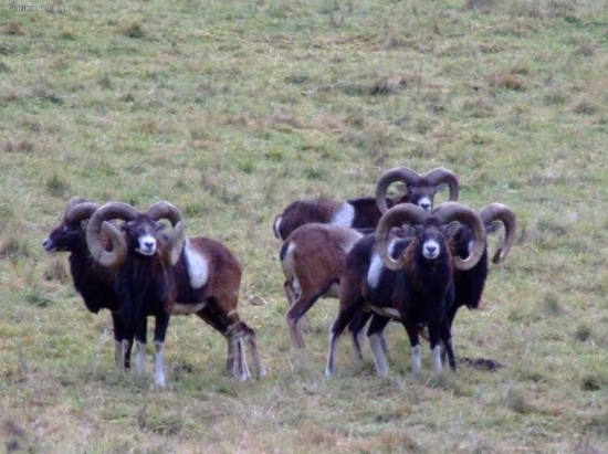 barani