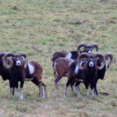 barani