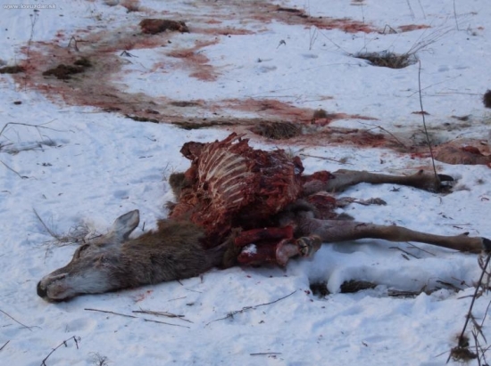 hlad je zlý hospodár