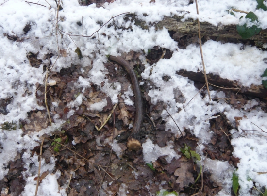 2015 prvy.......aj ked rok dva odlezany