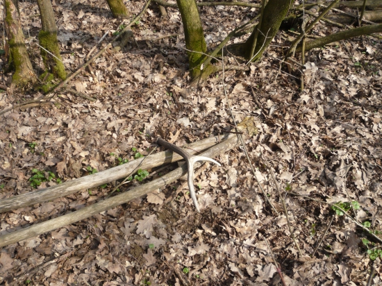 zabudnutý šestoráčik