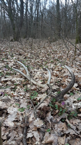 odležaný.....desatorák 1,8 kg