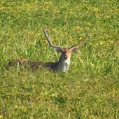 Daniel / druhá fotografia k snímke 