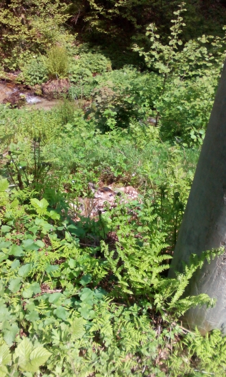 Novy prirastok
