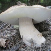 hrib smrekovy