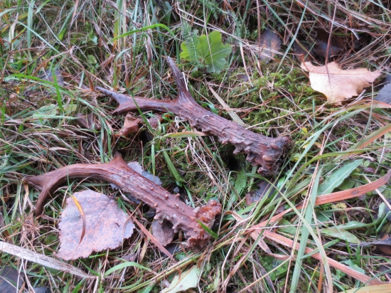 Pára pri chodníku ll.