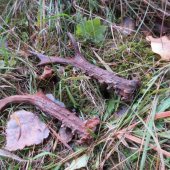 Pára pri chodníku ll.