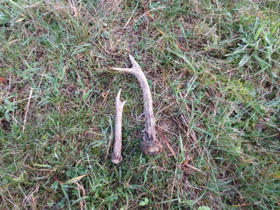 Díval som sa,keď ich zhodili.