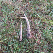 Díval som sa,keď ich zhodili.