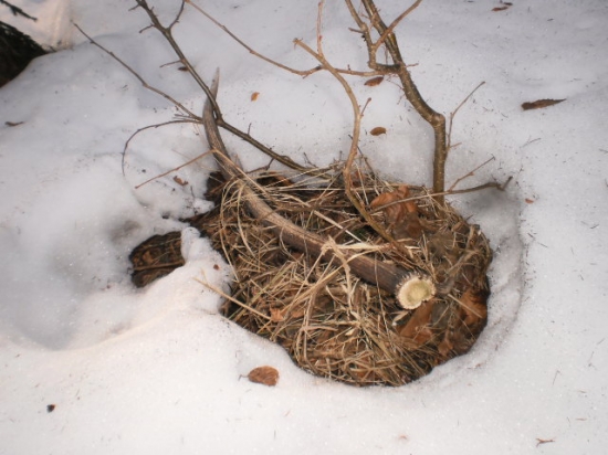 Zabudnutý krásavec