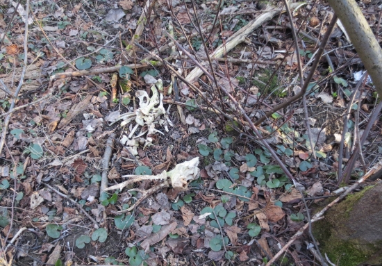 Smutný koniec nádejného mladíka