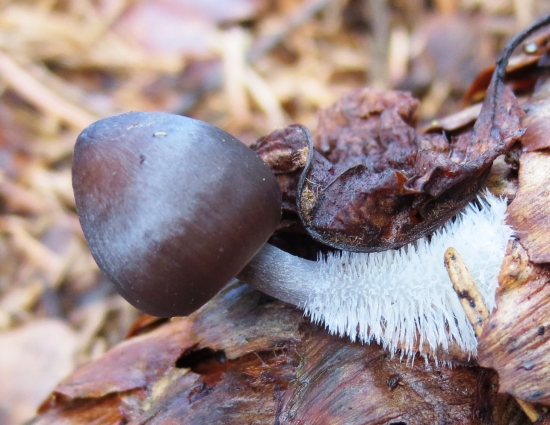 Prilbička šišková