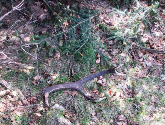 Krásne perlovaný a čierny starý pán.