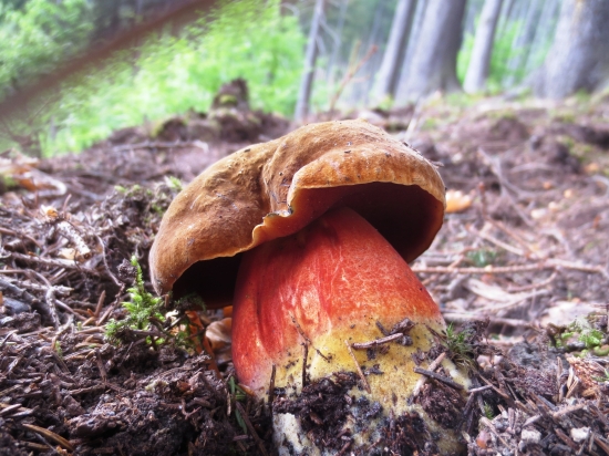 Hríb zrnitohlúbikový červený-vzácna huba