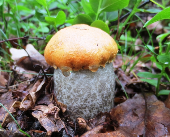 Kozák žltooranžový