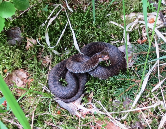 Vretenica severná(Vipera berus)