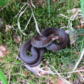 Vretenica severná(Vipera berus)