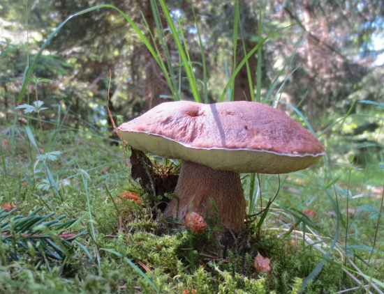 Hríb smrekový-Boletus edulis