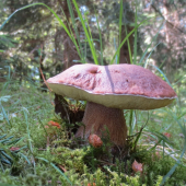Hríb smrekový-Boletus edulis