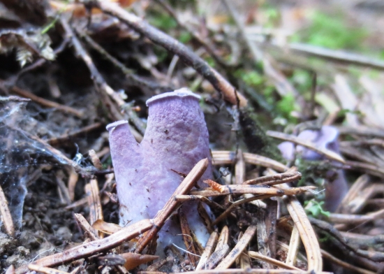 Lievikovec kyjakovitý-zákonom chránená huba