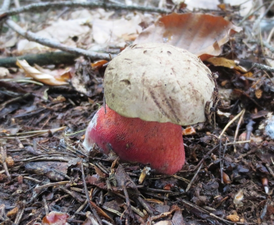 Hríb úhľadný horský