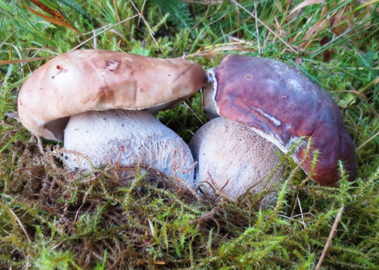 Hríb smrekový-Boletus edulis